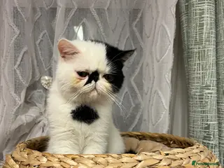 Exotic cats Exotic kittens - Advert 1