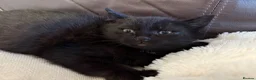 Mixed Breed cats for sale: Kittens in Fakenham - Advert 6