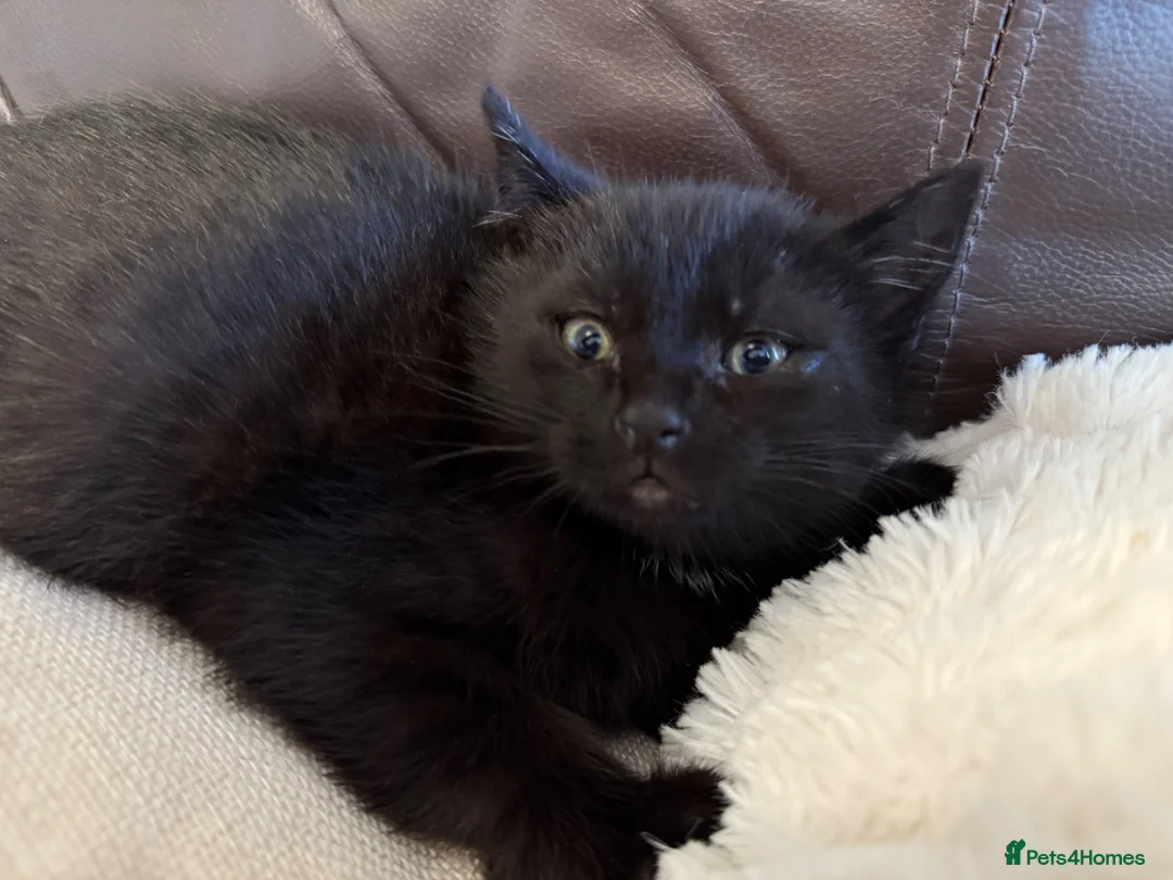 Mixed Breed cats for sale: Kittens in Fakenham - Advert 6