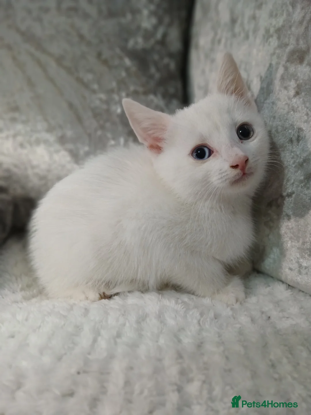 Turkish Angora cats for sale: Turkish angora in Bradford - Advert 2