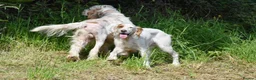 English Setter dogs for adoption: Parchi (Lucas) in Chesterfield - Advert 4