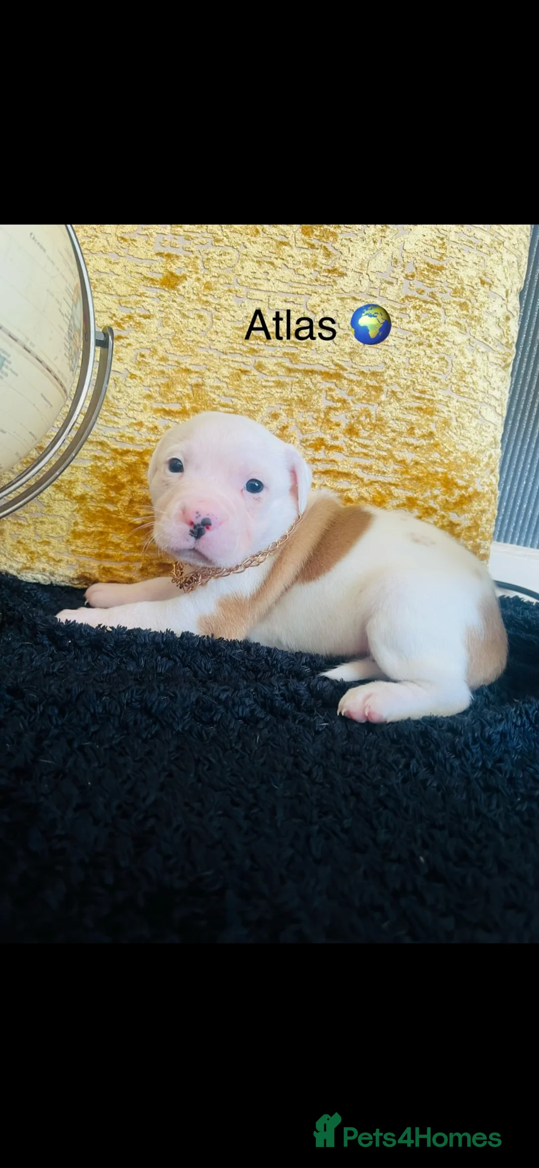 Mixed Breed dogs for sale: One girl , 2 boys ready to find their forever home - Advert 4