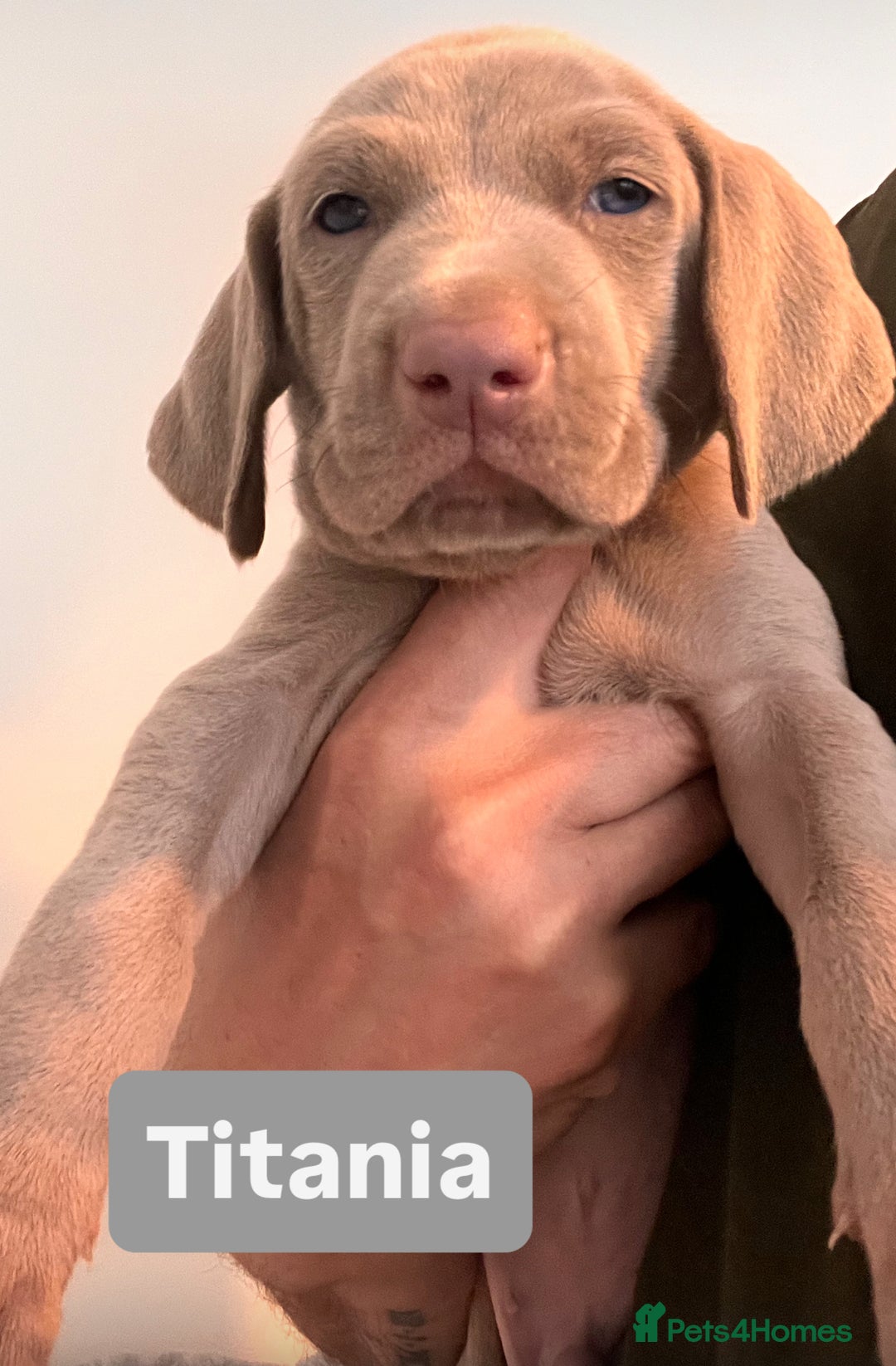 Weimaraner dogs for sale: Weimaraner litter - Image 9