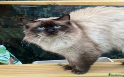 Ragdoll cats for sale: Beautiful chunky kittens ready to leave soon - Image 18