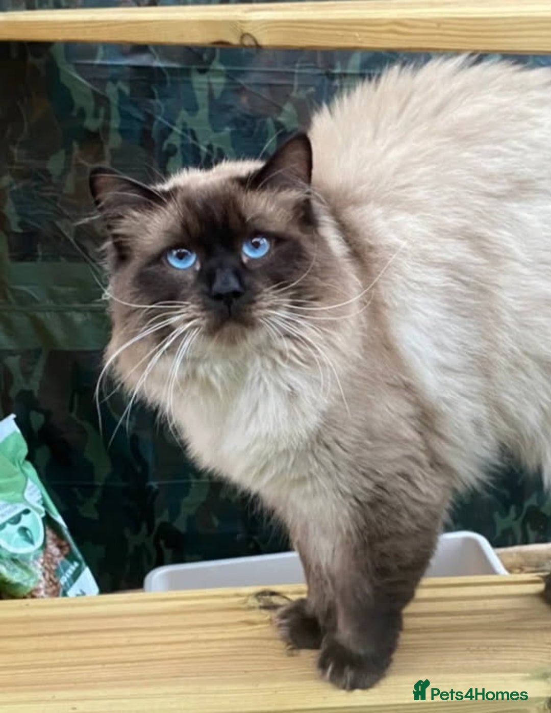 Ragdoll cats for sale: Beautiful chunky kittens ready to leave soon - Image 18