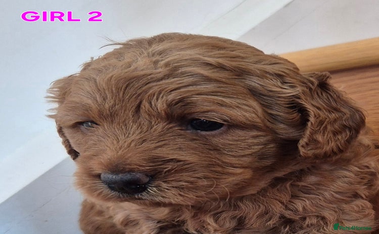 Mini Goldendoodle dogs - Advert 1