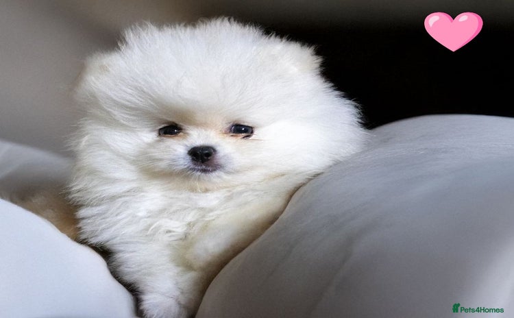 Pomeranian dogs - Advert 1