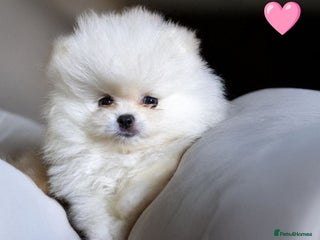 Pomeranian dogs - Advert 9
