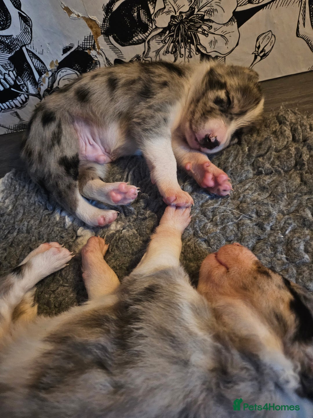 Border Collie dogs for sale: Unique blue merle border collie puppies - Image 17
