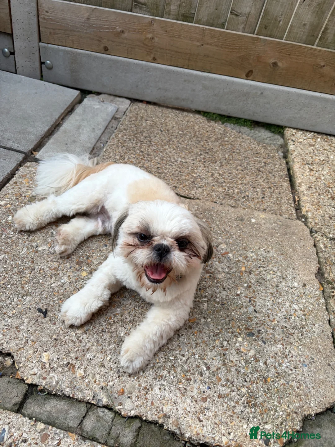 Shih Tzu dogs for stud: Pablo LOF-KC Shih-tzu - Advert 2