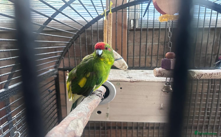 Parakeets birds - Advert 1