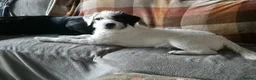 Patterjack dogs for sale: 6mth male patterjack  - Advert 4