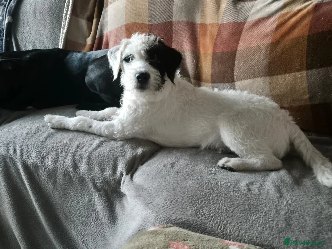 Patterjack dogs for sale: 6mth male patterjack  - Advert 4