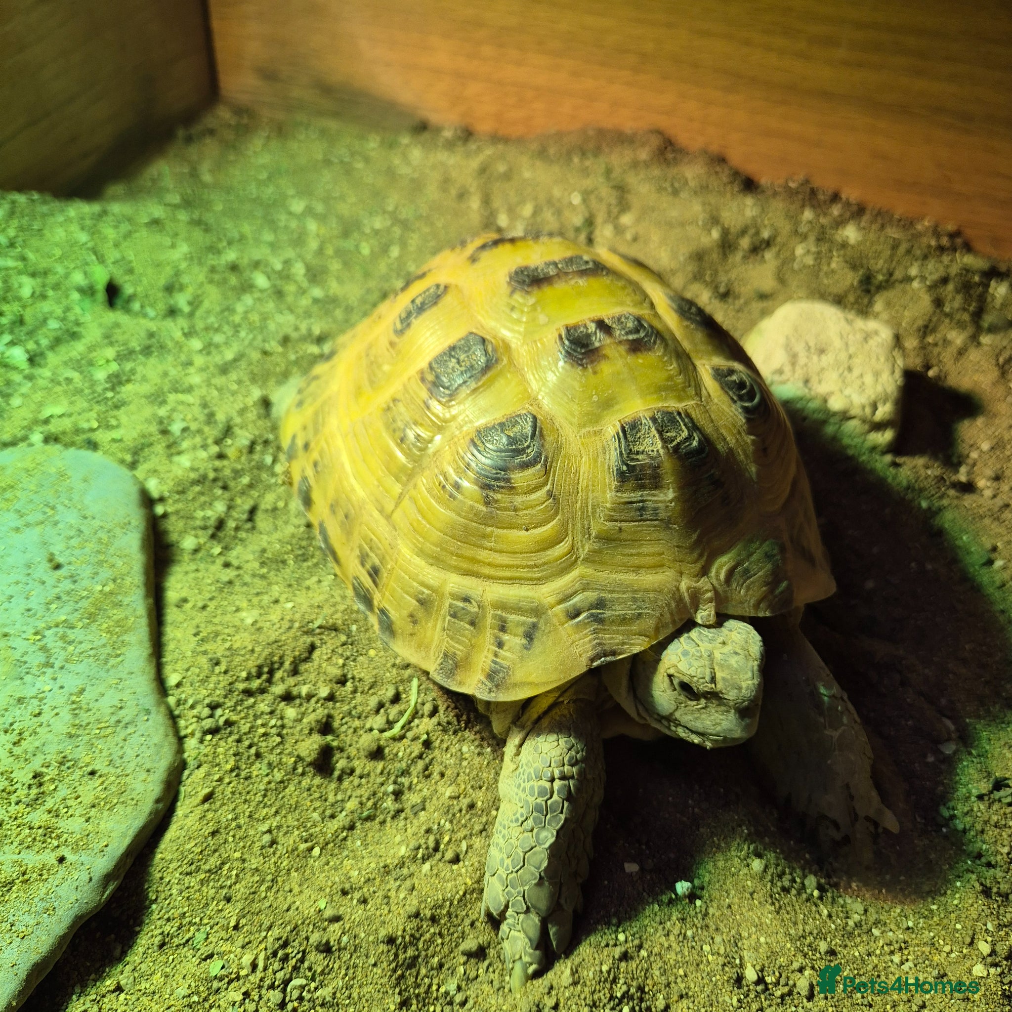Tortoise reptiles Much-Loved Horsefield Tortoises Need New Homes - Advert 4