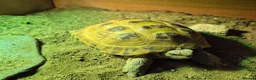 Tortoise reptiles for sale: Much-Loved Horsefield Tortoises Need New Homes in Bracknell - Advert 1