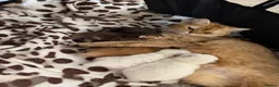 British Longhair cats for sale: LOOKING FOR A NEW HOME!!! NEW FAMILY  - Advert 19