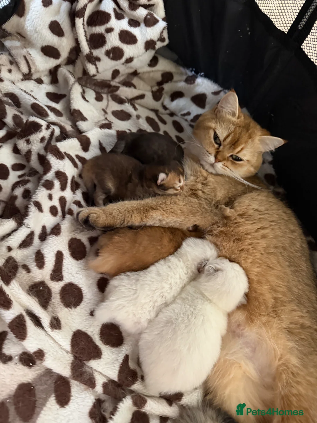 British Longhair cats for sale: LOOKING FOR A NEW HOME!!! NEW FAMILY  - Advert 19
