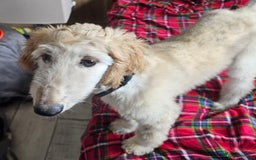Afghan Hound dogs for sale: Amazing Afgan Hound for sale - Image 5