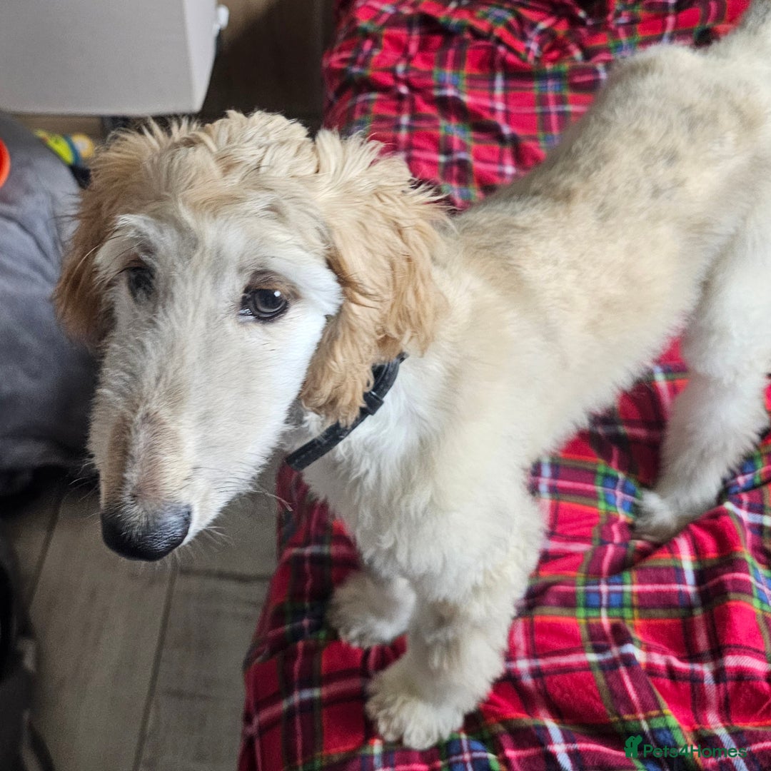 Afghan Hound dogs for sale: Amazing Afgan Hound for sale - Image 5