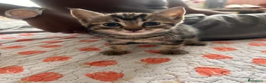 Tabby 1