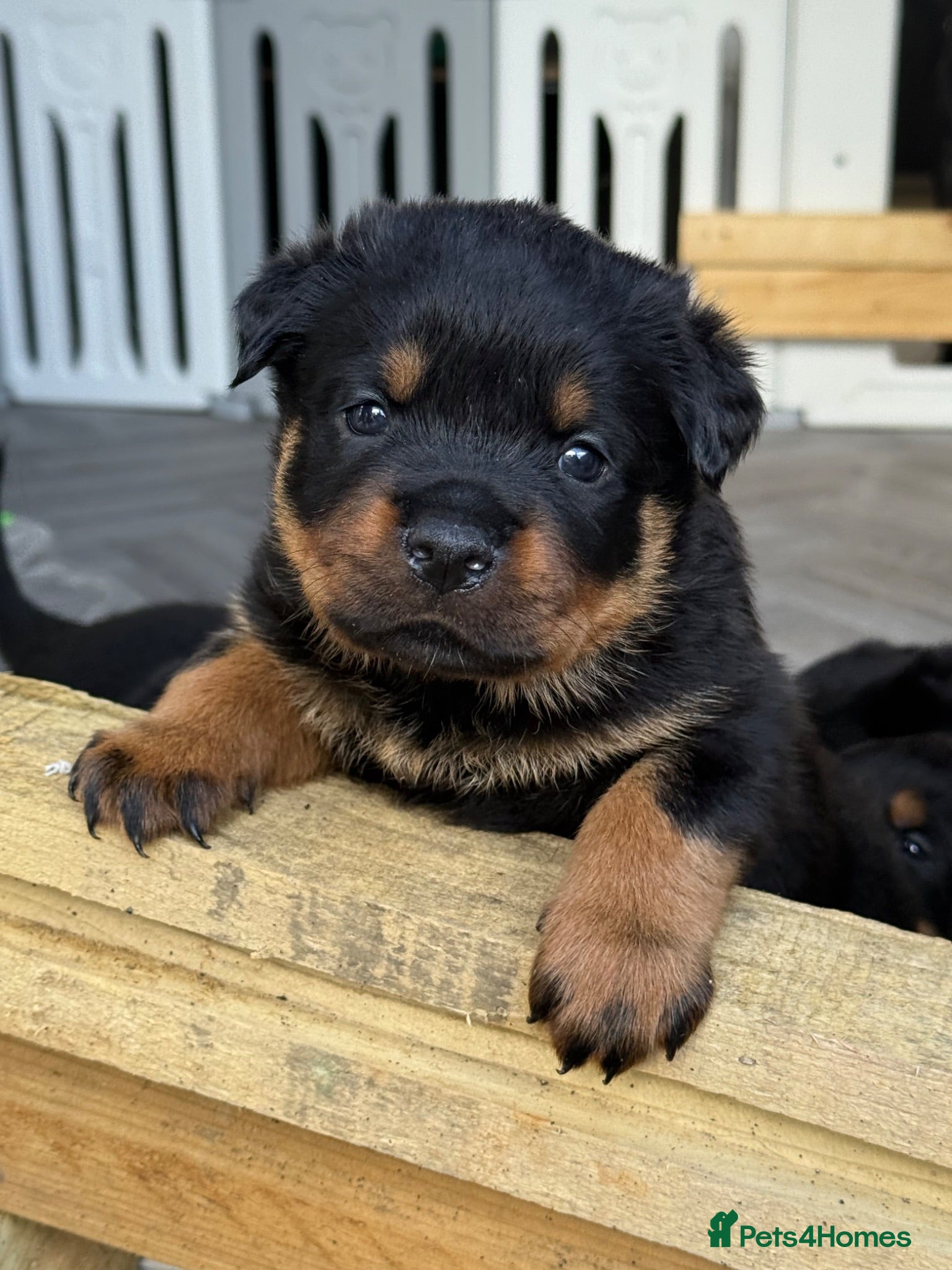Rottweiler dogs Beautiful litter of Rottweilers - Advert 15