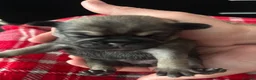 Pug dogs for sale: Beautiful Pug Puppies for Sale - Advert 18