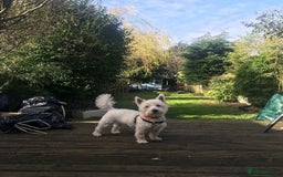West Highland Terrier dogs for sale: West Highland Terrier Boy - Image 2