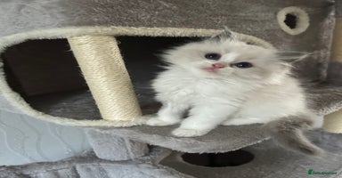 Ragdoll cats - Advert 15