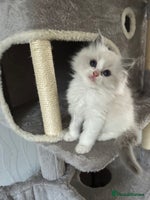 Ragdoll cats - Advert 15