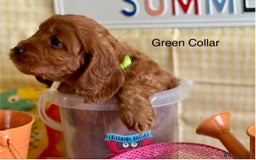 Cockapoo dogs for sale: F1 Toy Cockapoo’s in richest red ❤️ - Image 15