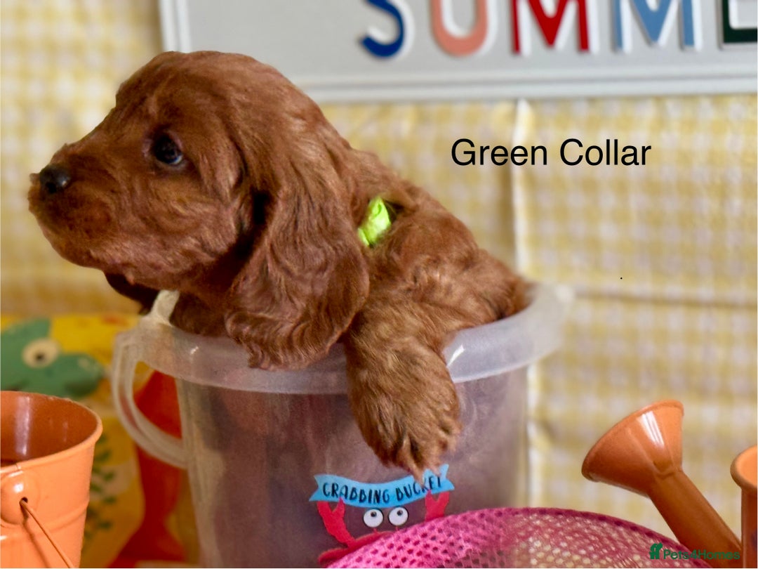 Cockapoo dogs for sale: F1 Toy Cockapoo’s in richest red ❤️ - Image 15