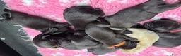 Labrador Retriever dogs for sale: KENNEL CLUB REGISTERED CHOCOLATE LABRADOR PUPPIES  - Advert 6