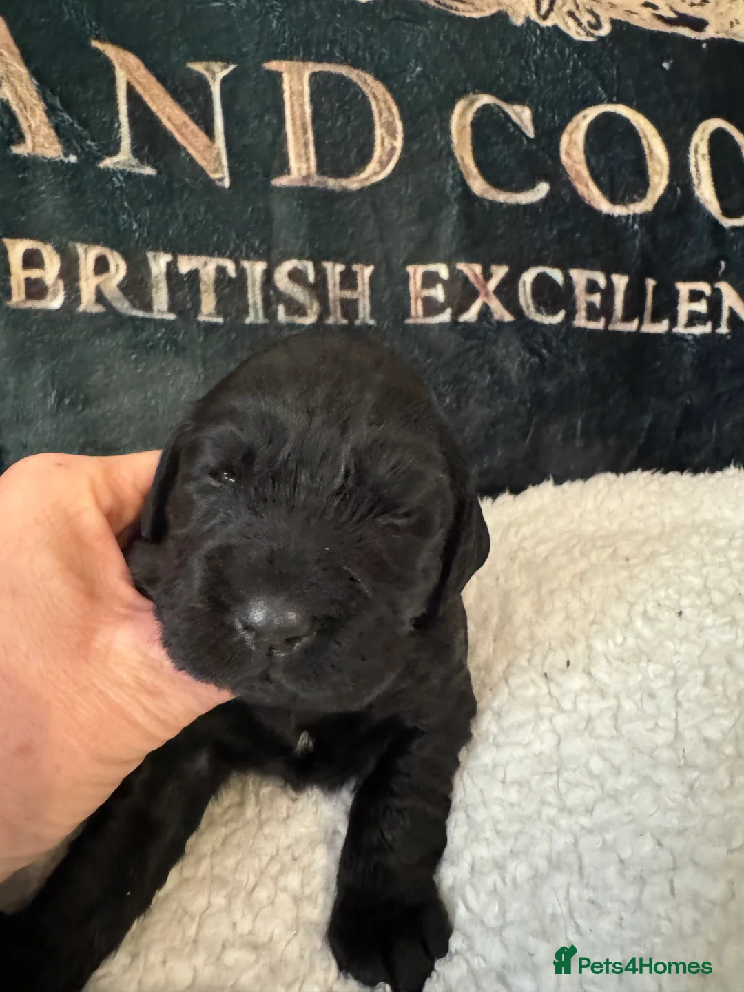 Cocker Spaniel dogs for sale: A gorgeous litter of WCS - Advert 11
