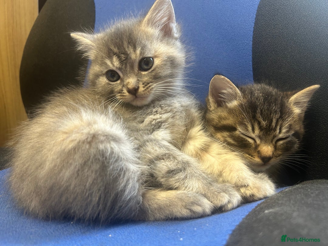 Ragdoll cats for sale: Ragdoll British Blue x beautiful furbabies - Advert 9