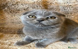 Scottish Fold cats for sale: Scottish fold kittens for sale - Image 15