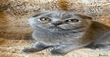 Scottish Fold cats - Advert 6