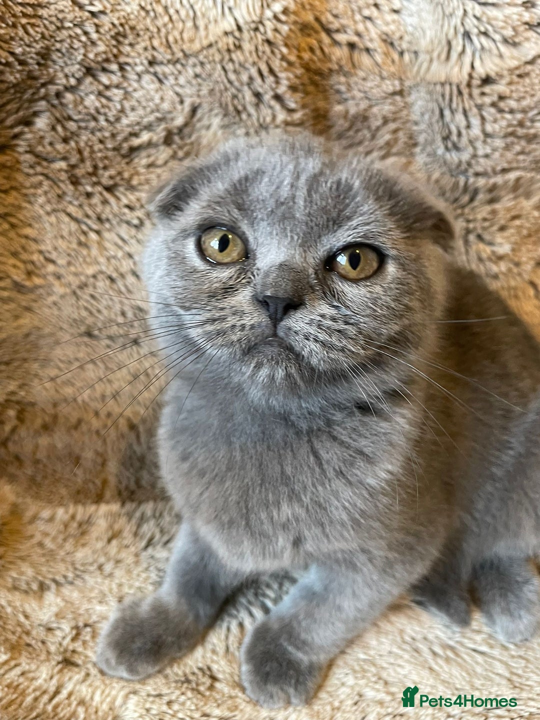 Scottish Fold cats for sale: Scottish fold kittens for sale - Image 15