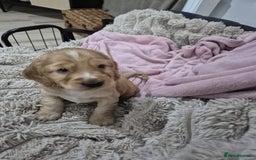 Cocker Spaniel dogs for sale: Health Tested Cocker spaniel puppies  - Advert 9