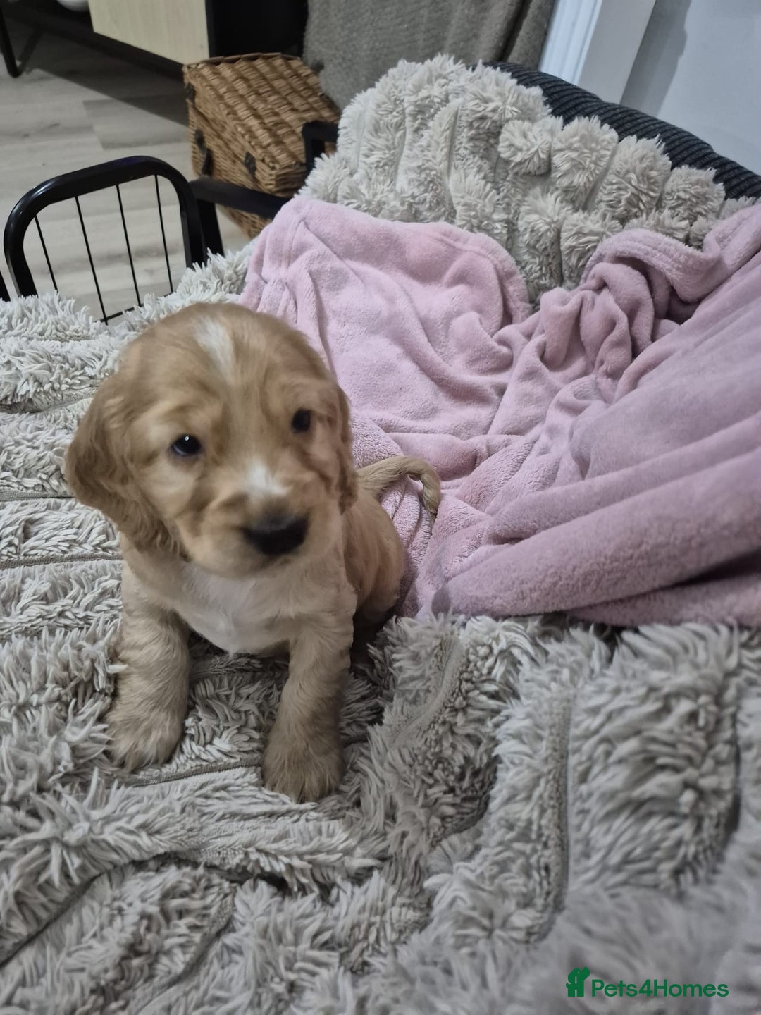 Cocker Spaniel dogs for sale: Health Tested Cocker spaniel puppies  - Advert 9