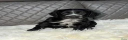 Cocker Spaniel dogs for sale: Beautiful Cocker Spaniel Girls in Exeter - Advert 5