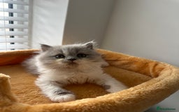 British Shorthair cats for sale: 🐻 Beautiful Teddy Bear BSH and BLH 🐻 - Image 9