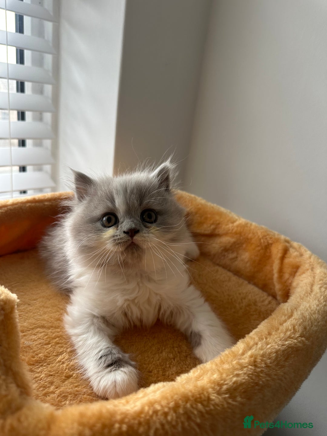British Shorthair cats for sale: 🐻 Beautiful Teddy Bear BSH and BLH 🐻 - Image 9
