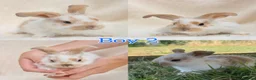 Mini Lop rabbits for sale: Baby Mini Lops for Sale - Advert 3