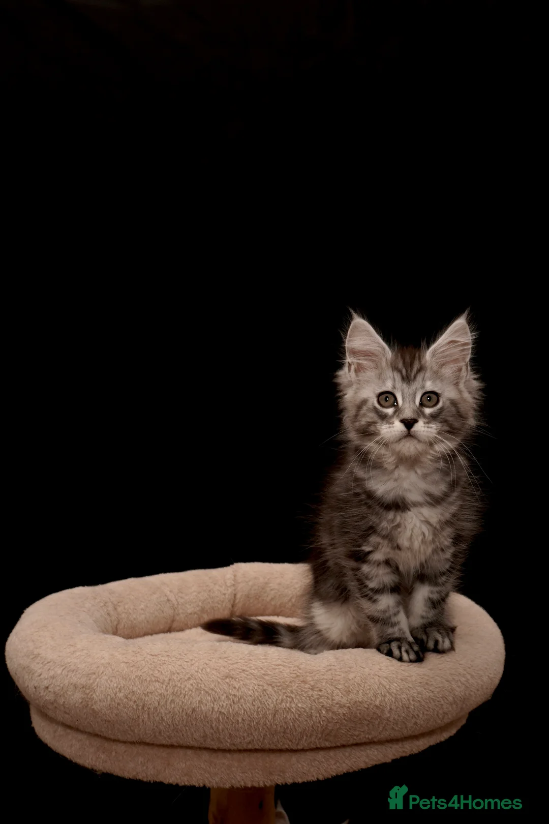 Maine Coon cats for sale: Black Silver classic tabby Mainecoon kittens - Advert 3