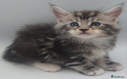 Maine Coon cats for sale: Full pedigree Maine coon  - Image 3