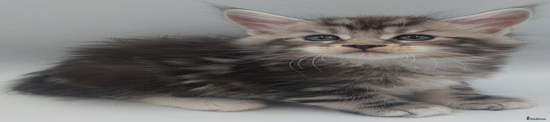 Maine Coon Kitten 1