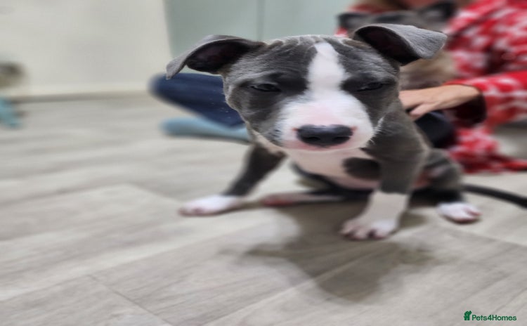 Staffordshire Bull Terrier dogs - Advert 1