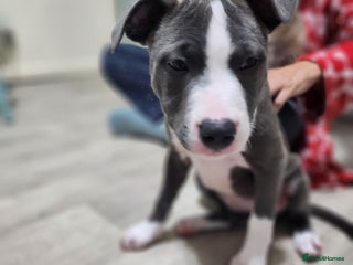Staffordshire Bull Terrier dogs - Advert 18