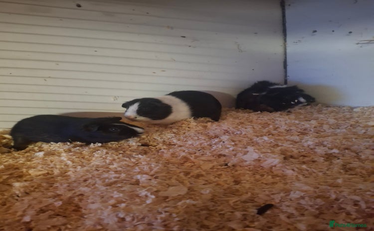 Guinea Pig rodents - Advert 10