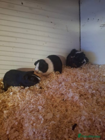 Guinea Pig rodents for sale - Advert 2